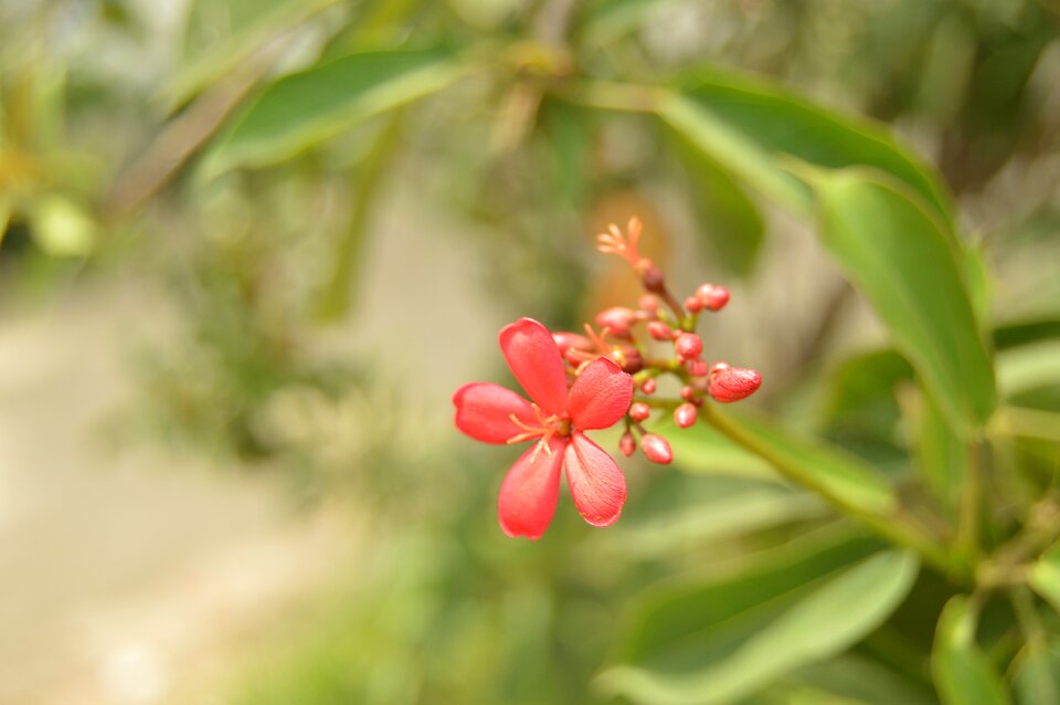Green floral flower garden