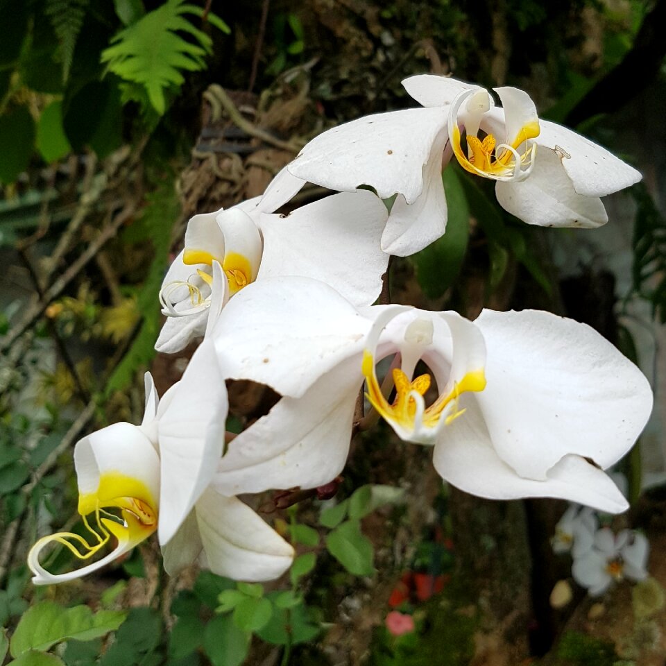 Nature tropical petal