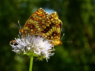 Summer plant animals