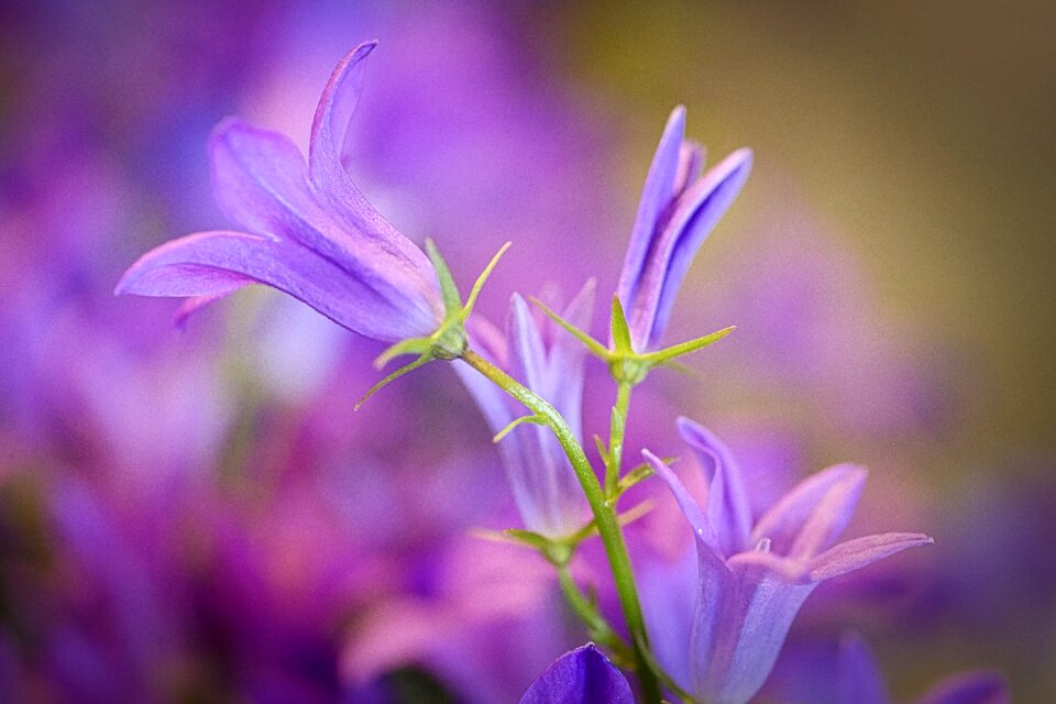 Summer garden blossom