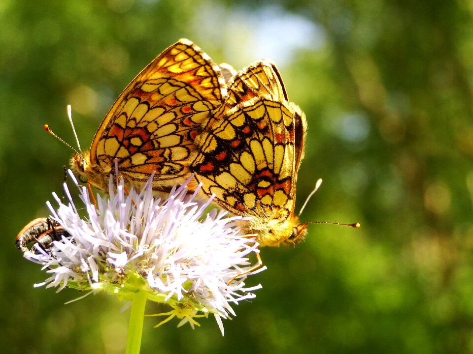 Summer plant animals