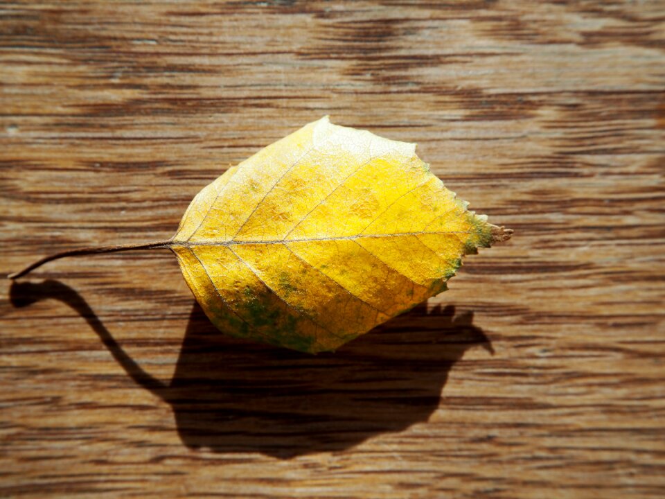 Background fall foliage golden autumn