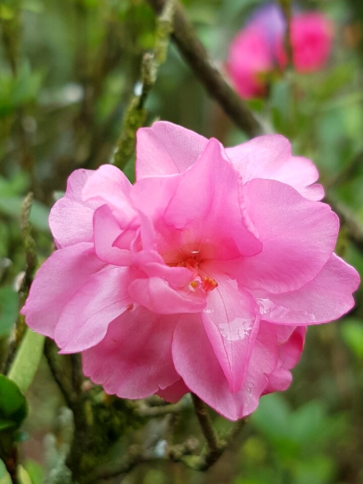 Plant floral petal