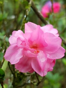 Plant floral petal
