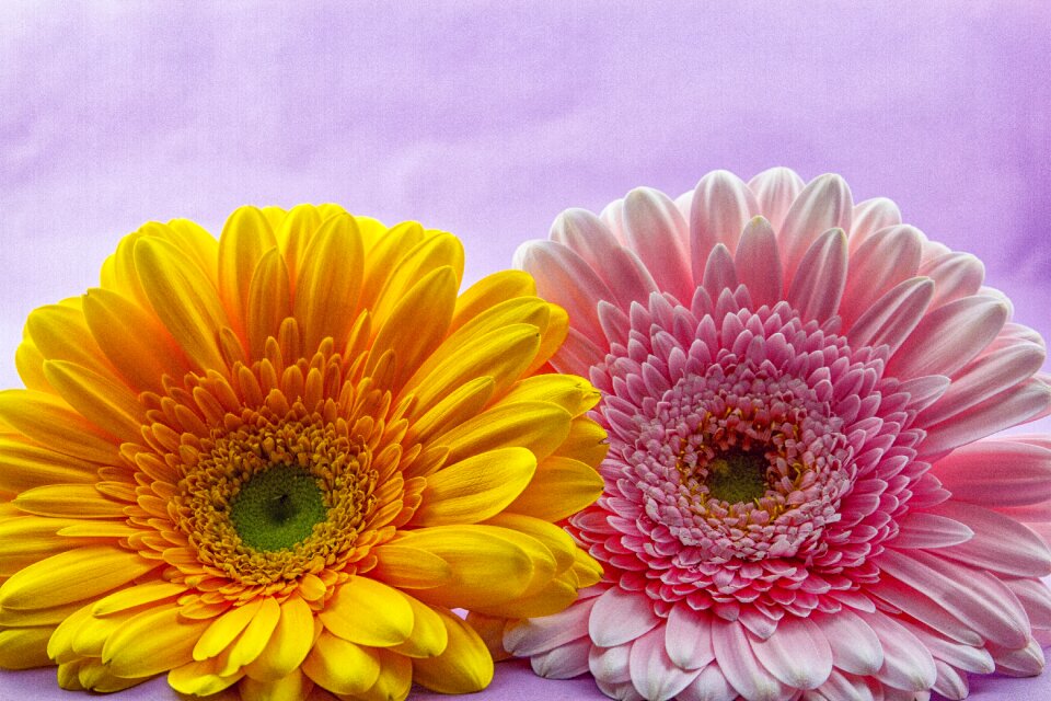 Nature flowers bright