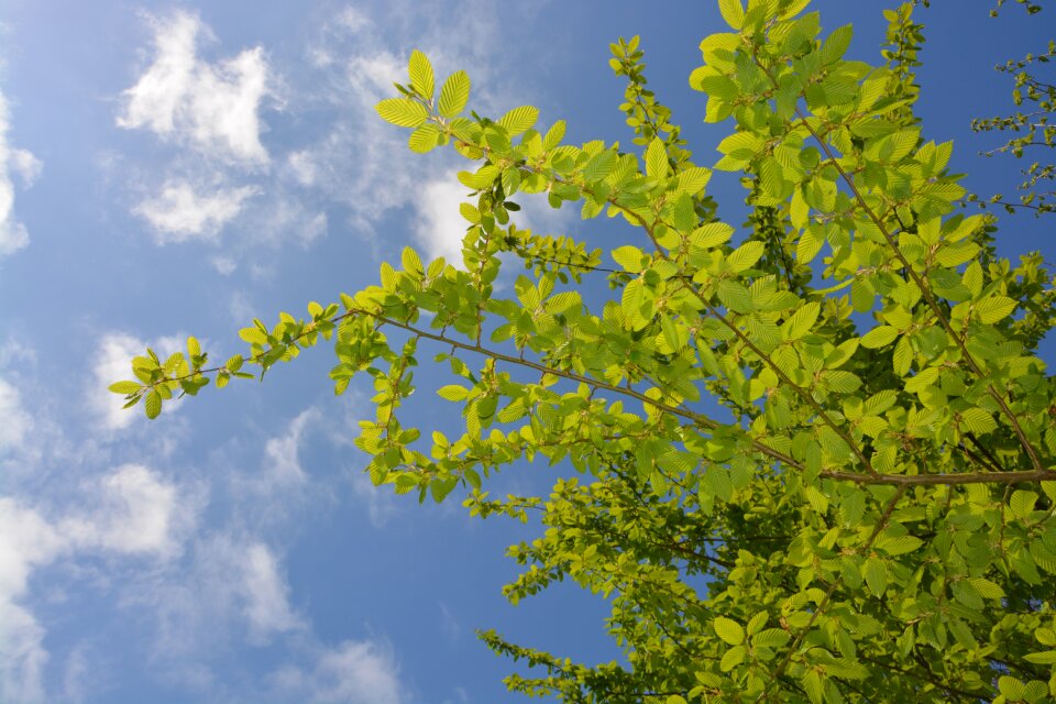 Cloudy sky blue sky white cloud