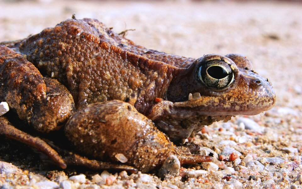 Nature animals amphibian