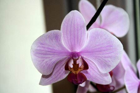 Nature blooming orchid