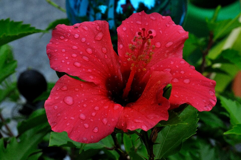 Rain hibiscus flower beaded