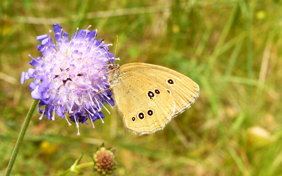 Insect butterfly day animals