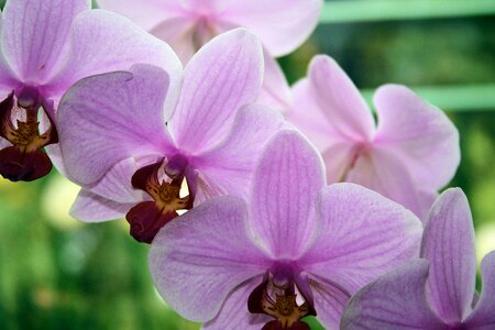 Nature blooming orchid