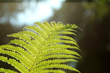Fern outdoors summer