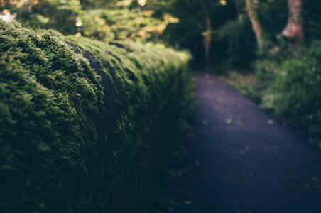 Trail nature blue path
