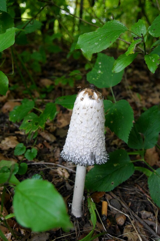 Schopf comatus mushroom coprinus comatus