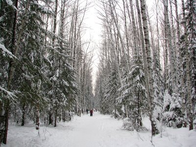 Walking winter forest snow photo
