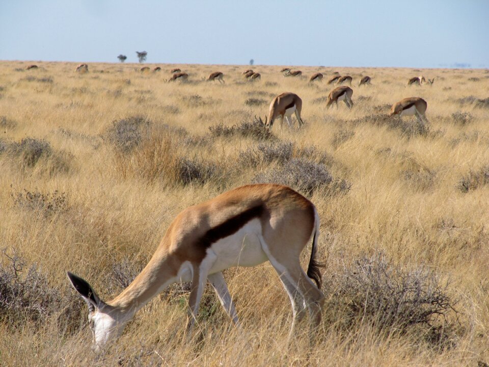 Namibia etosha kalahari