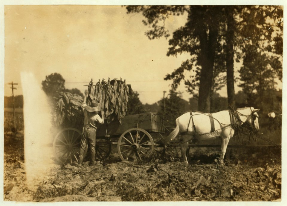 Boy 18 years old and father A.W. Galloway, R. 1, loading tobacco. LOC nclc.00507