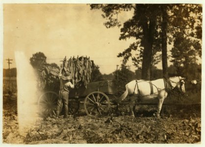 Boy 18 years old and father A.W. Galloway, R. 1, loading tobacco. LOC nclc.00507