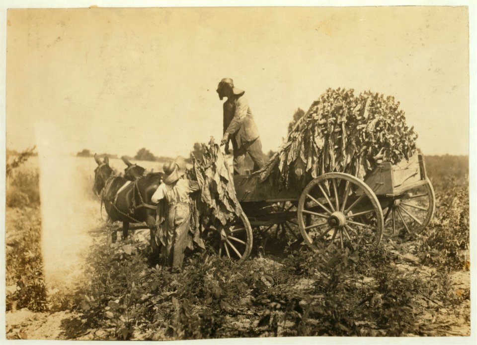 Boy 16 and brother 20. Family of A. W. Galloway, Hebbardsville, Route 1. Boys go to Keats (or Bethel) School. LOC cph.3a29793