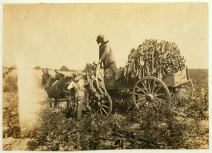 Boy 16 and brother 20. Family of A. W. Galloway, Hebbardsville, Route 1. Boys go to Keats (or Bethel) School. LOC cph.3a29793