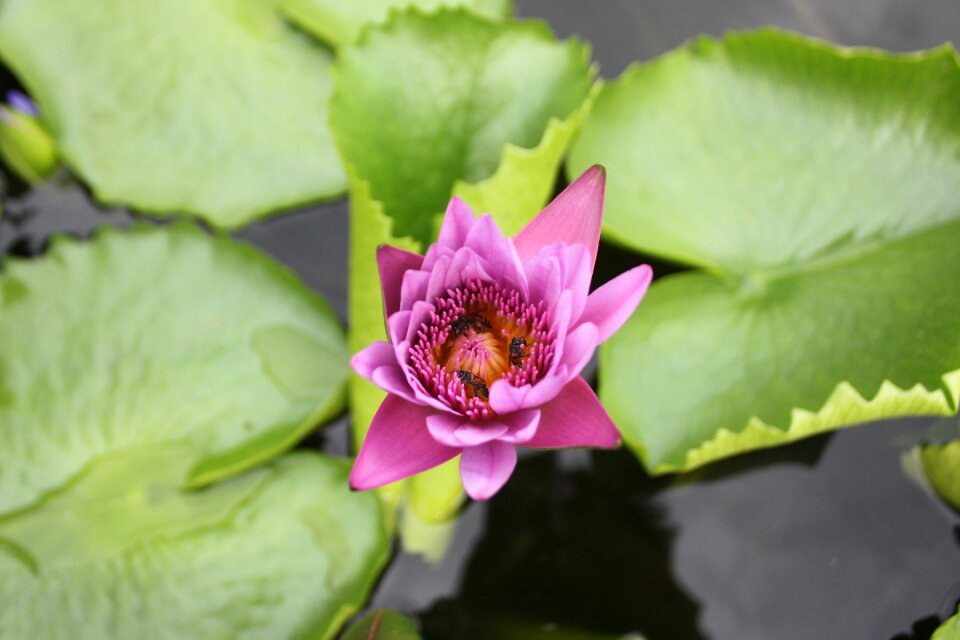 Flower purple the beauty