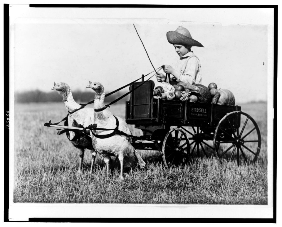 Boy in wagon drawn by two harnessed turkeys LCCN99403557
