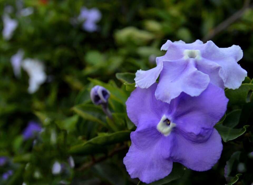 Blue garden decoration