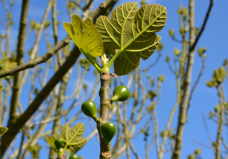 Tree foliage edible
