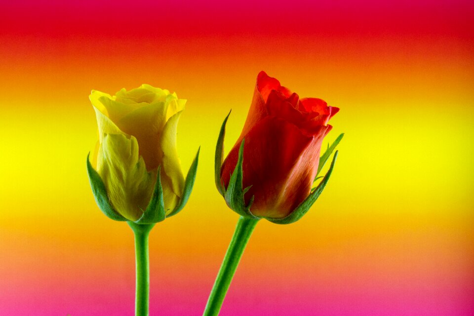 Yellow red colored background