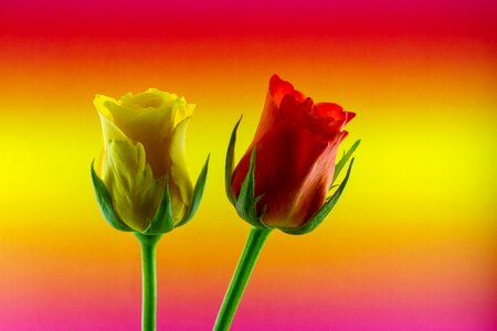 Yellow red colored background