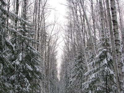 Walking winter forest snow