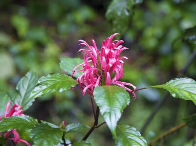 Plant spring floral