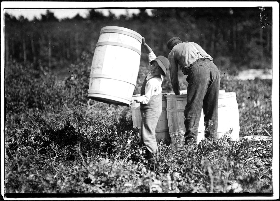 Boy who carries barrels. Robert Saunders, 10 years old. Is the son of the boss. Mother picks too. Falmouth, Mass. - NARA - 523467