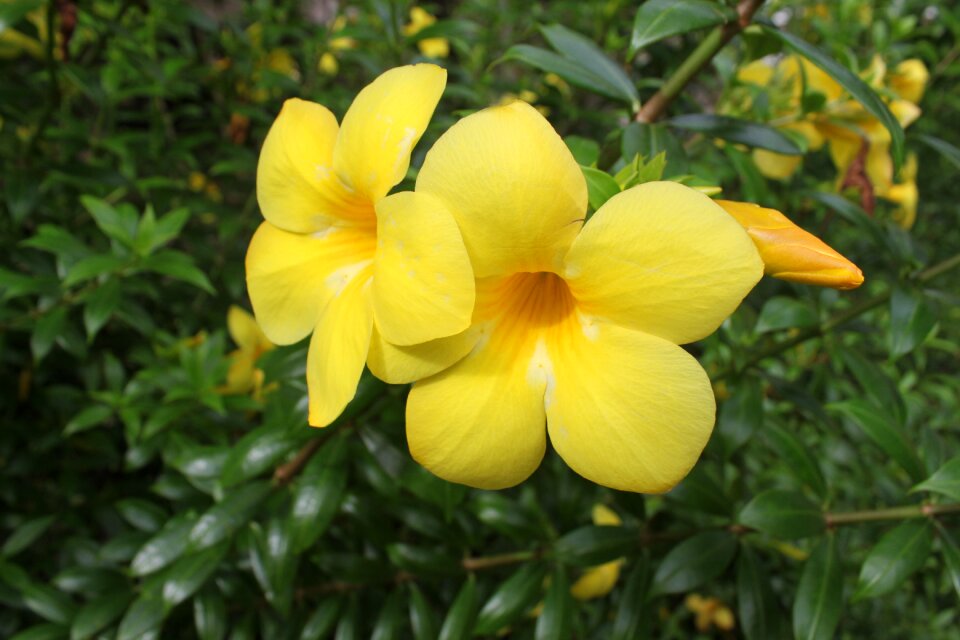 Beautiful flowers yellow yellow flowers