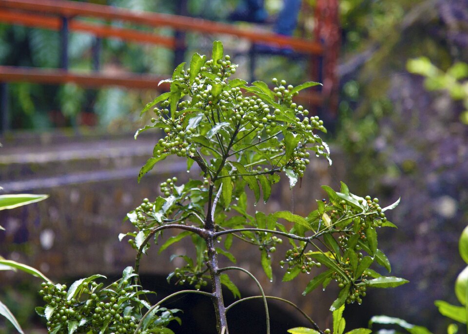 Nature organic fresh