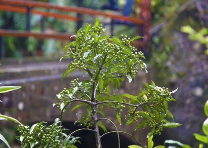 Nature organic fresh