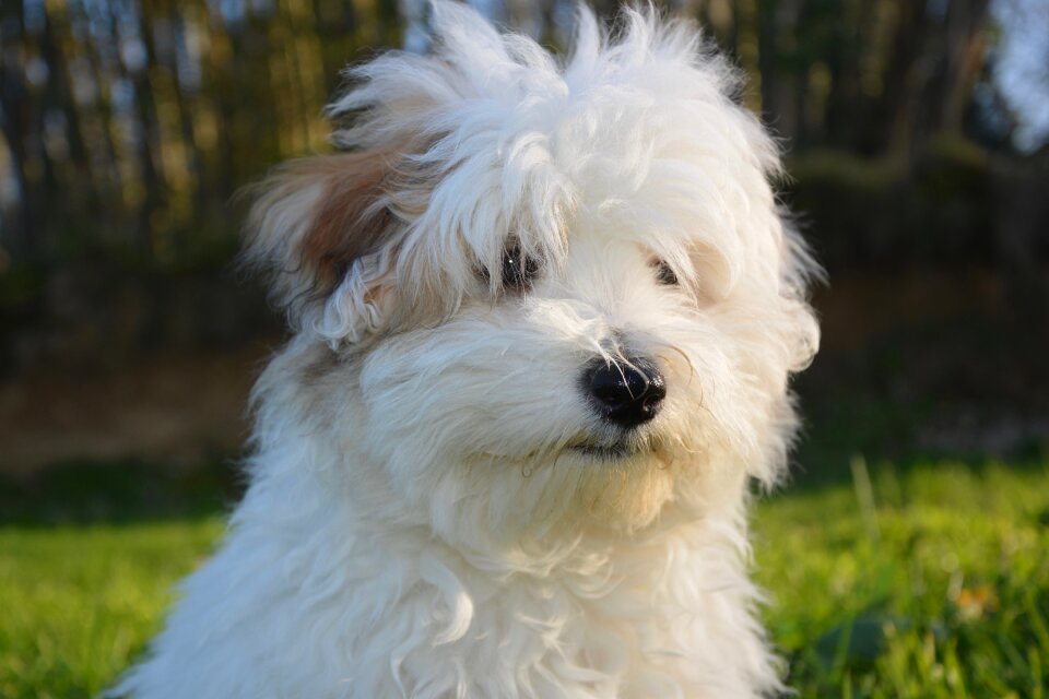 Animal petit soft
