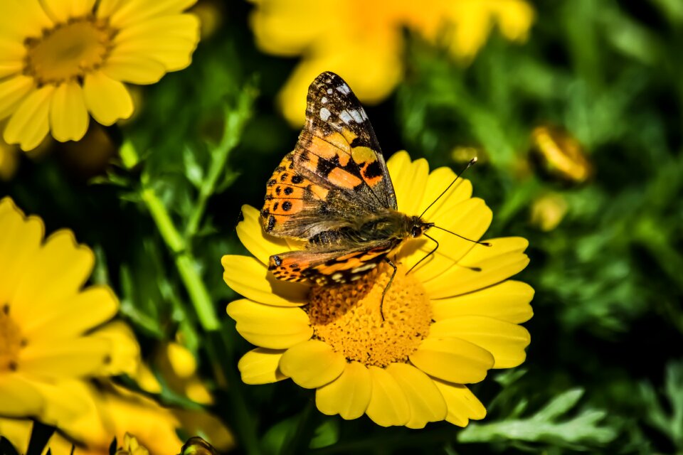 Outdoors spring flower