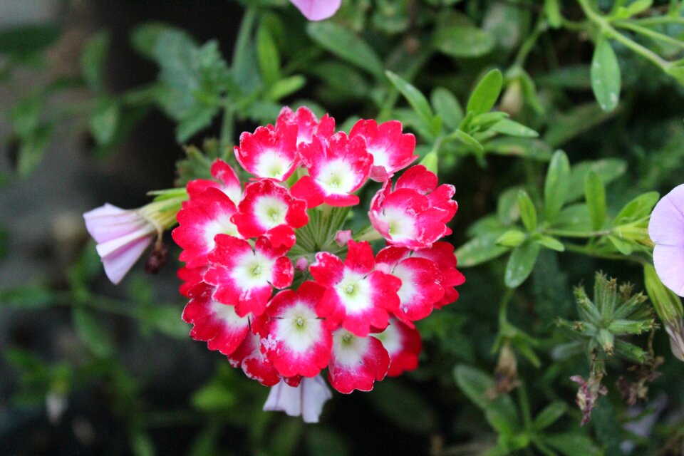 Red flowers white flowers flowers