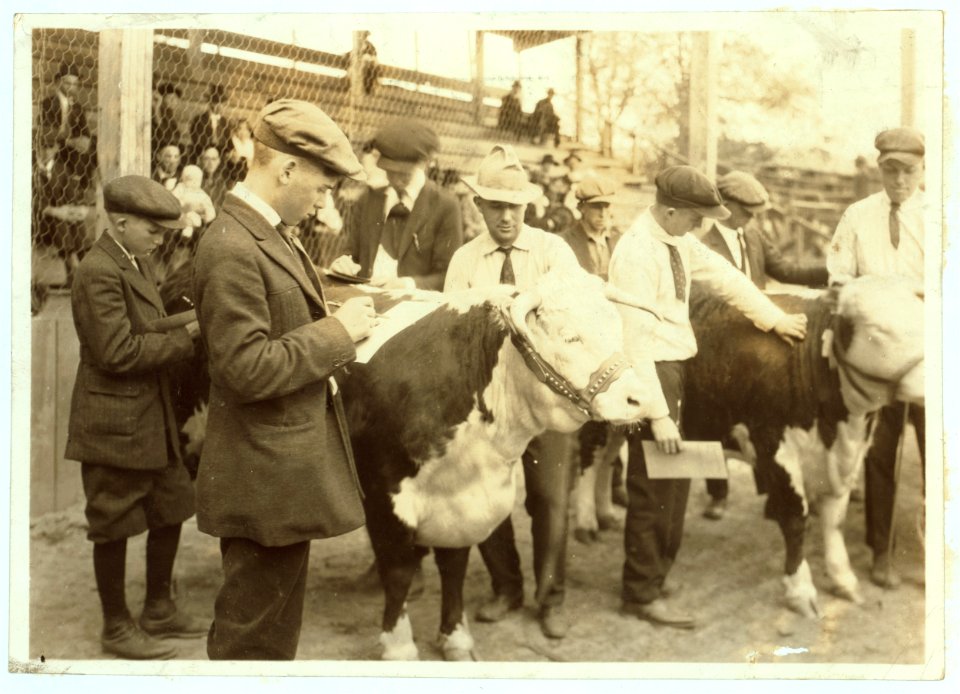 Boys judging prize heifers at 4 H Club Fair at Charleston, W. Va. LOC nclc.04397
