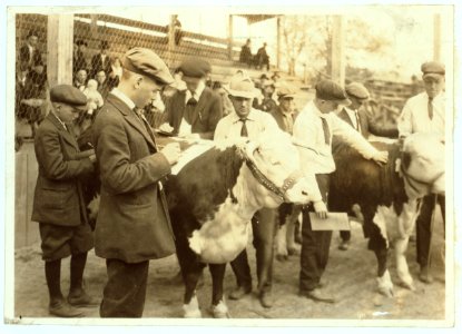 Boys judging prize heifers at 4 H Club Fair at Charleston, W. Va. LOC nclc.04397