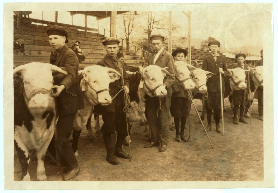 Boys judging prize heifers at 4 H Club Fair at Charleston, W. Va. LOC cph.3a29829