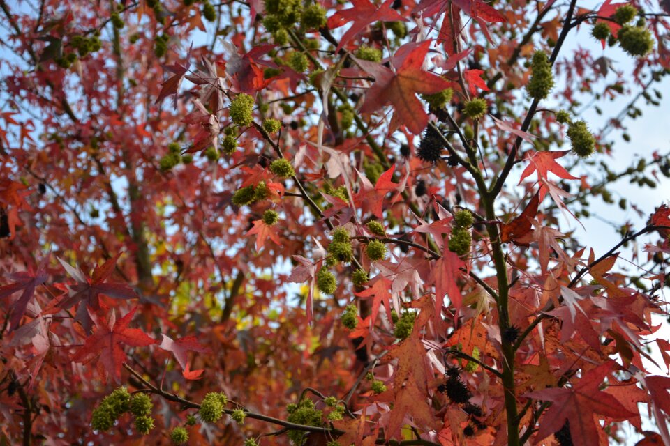 Nature fall leaves