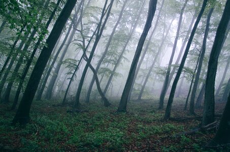 Fog haze leaves