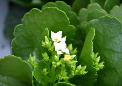 Nature summer flowering photo