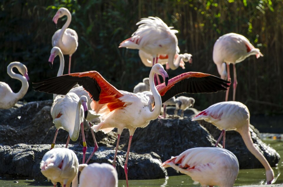 Animal zoo tiergarten