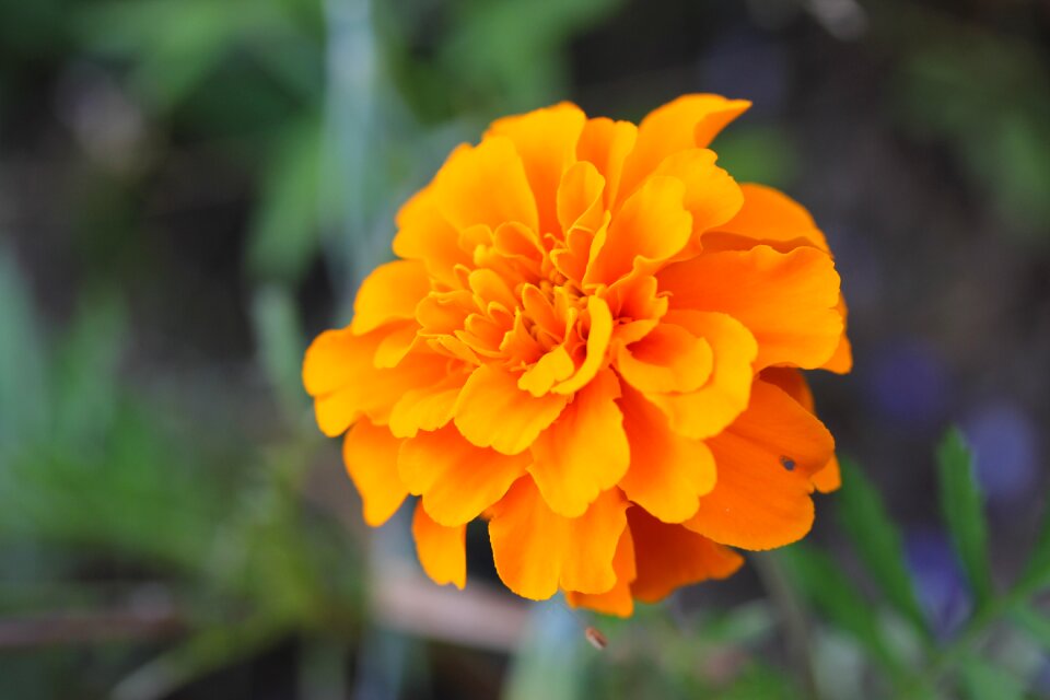 Yellow flower wild flower blossom