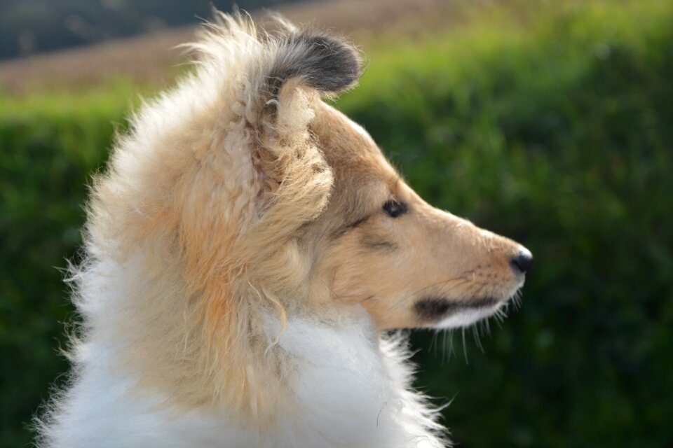 Animal domestic animal doggie