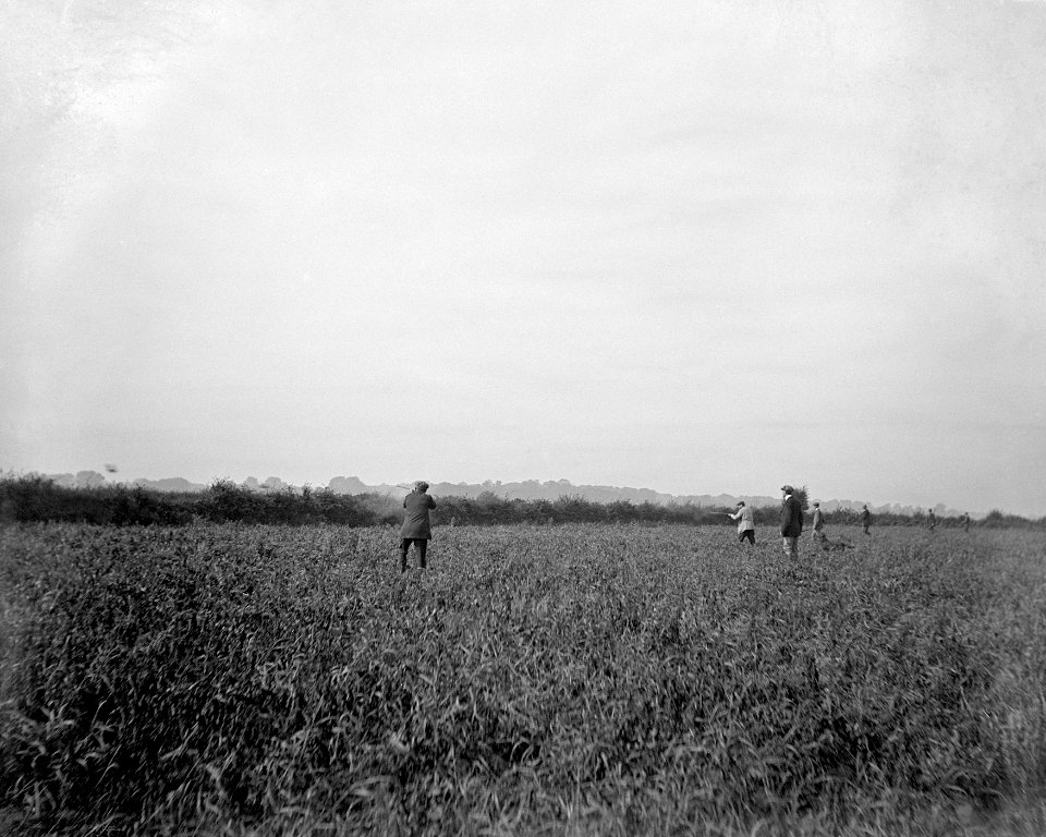 Brace of birds top the hedge YORYM-S56