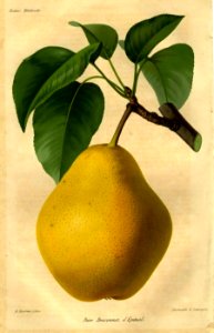 Braconnot d'Épinal